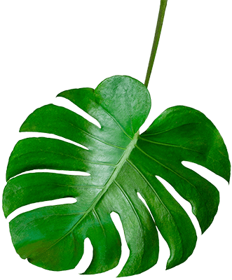 Monstera